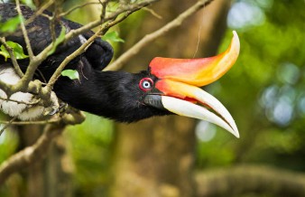 bird