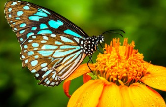 butterfly
