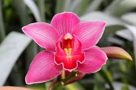 orchid